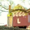 Vino PIWI Trentino — territorio, ricerca e cantina di montagna